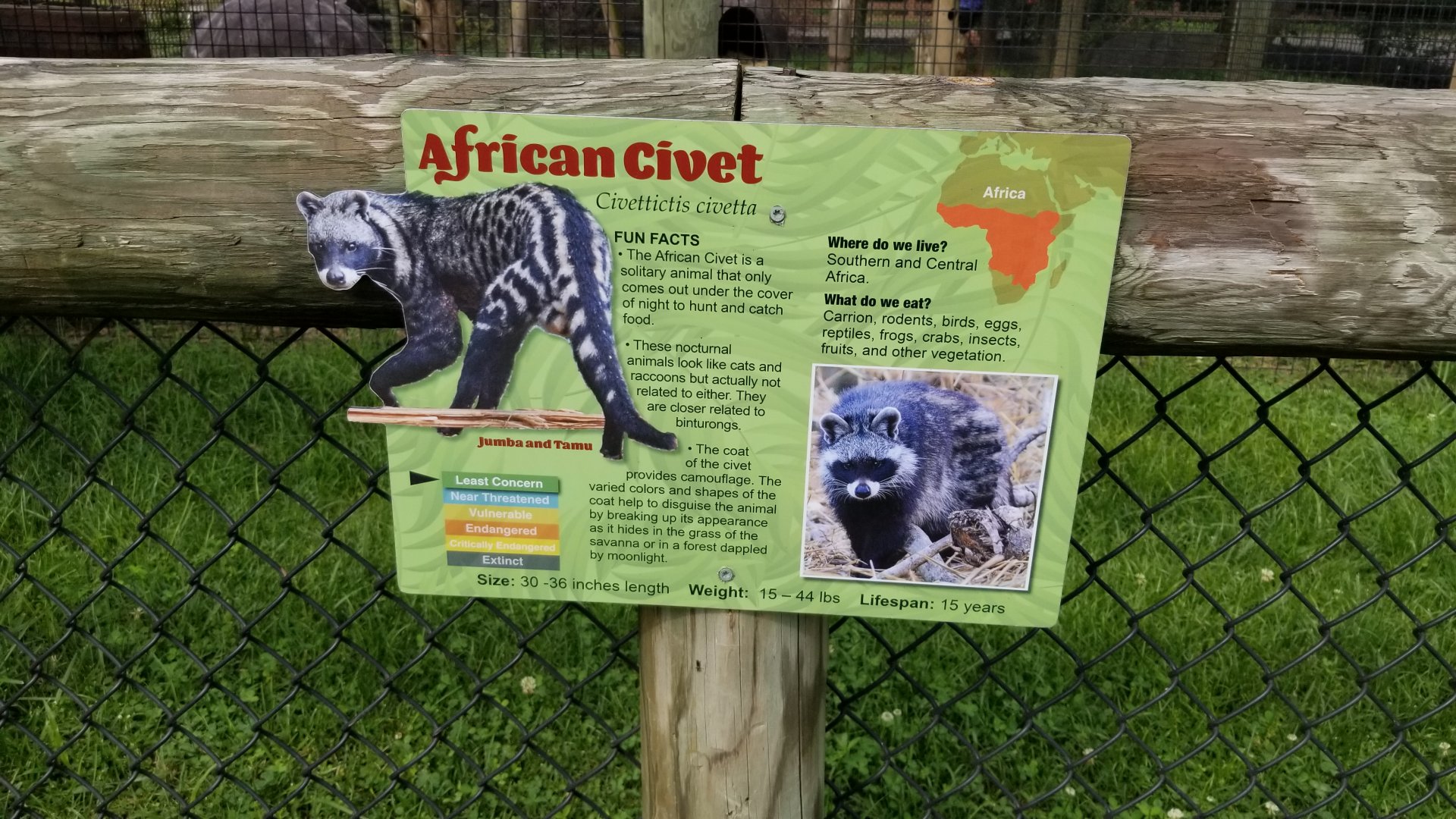Roer's Zoofari - African civet exhibit