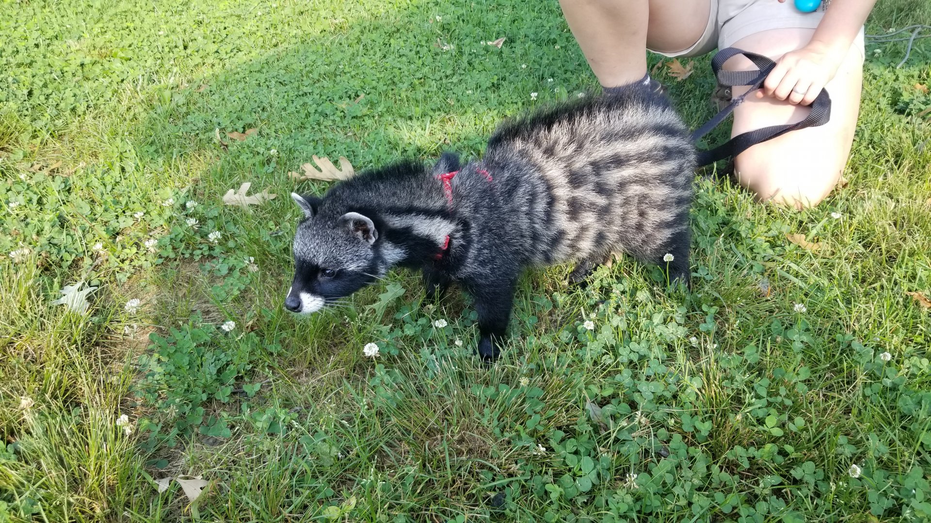 Roer's Zoofari - African civet, two month old male