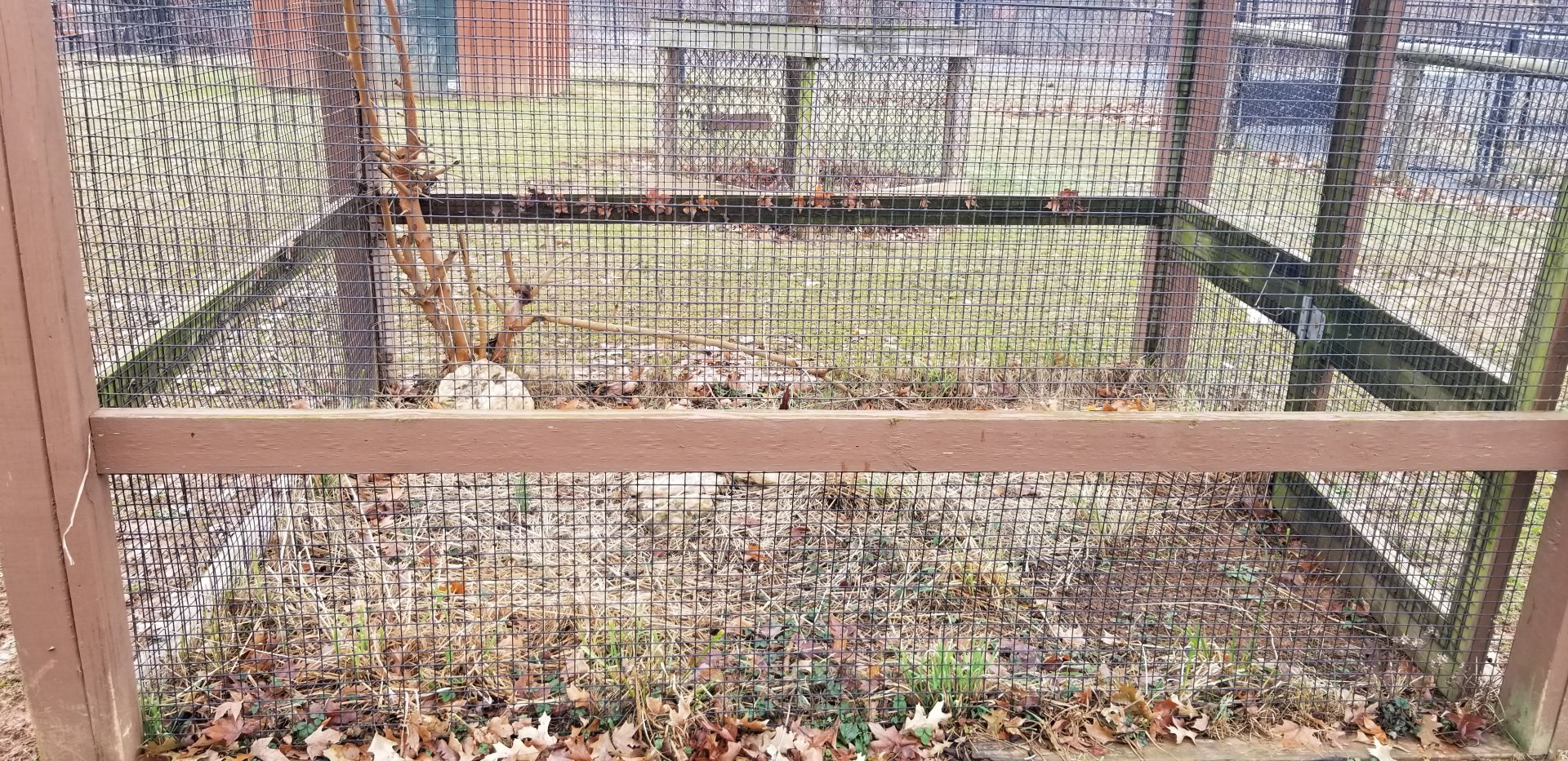 Roer's Zoofari - african spurred tortoise and red-footed tortoise