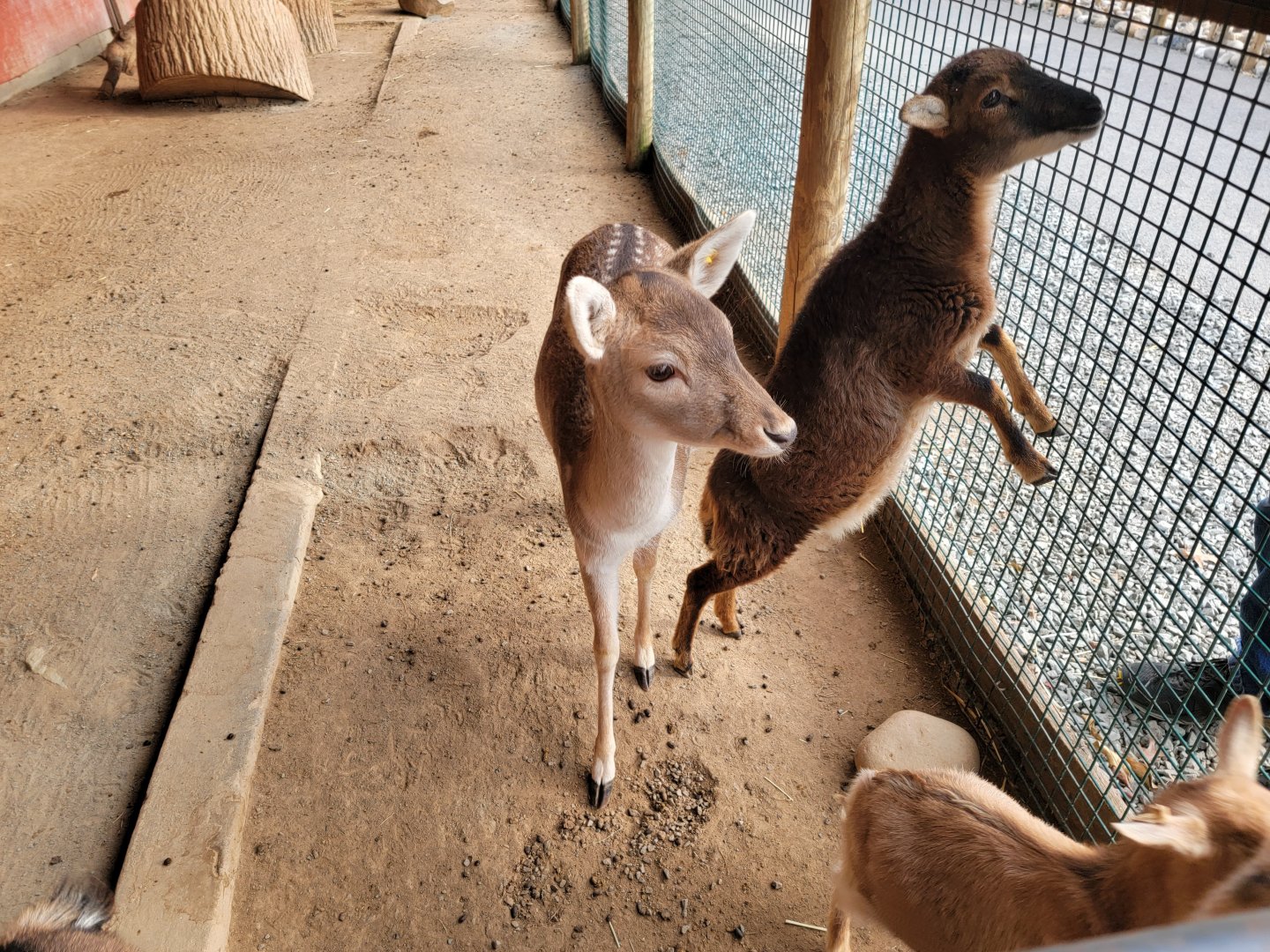 Roer's Zoofari - Baby hoofstock