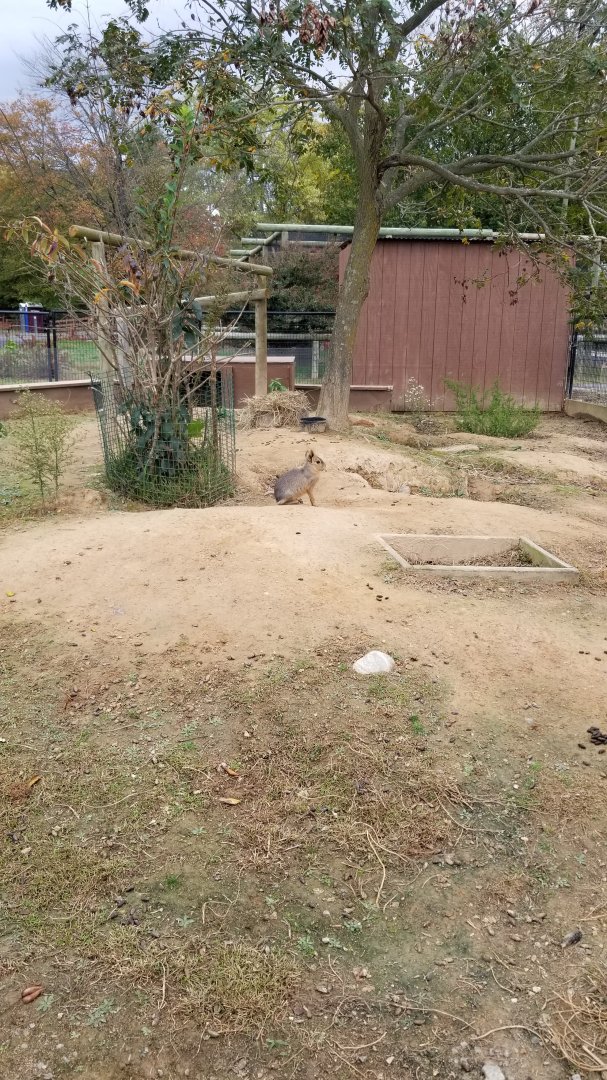 Roer's Zoofari - Baby Mara