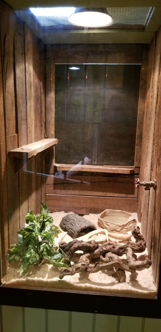 Roer's Zoofari - ball python