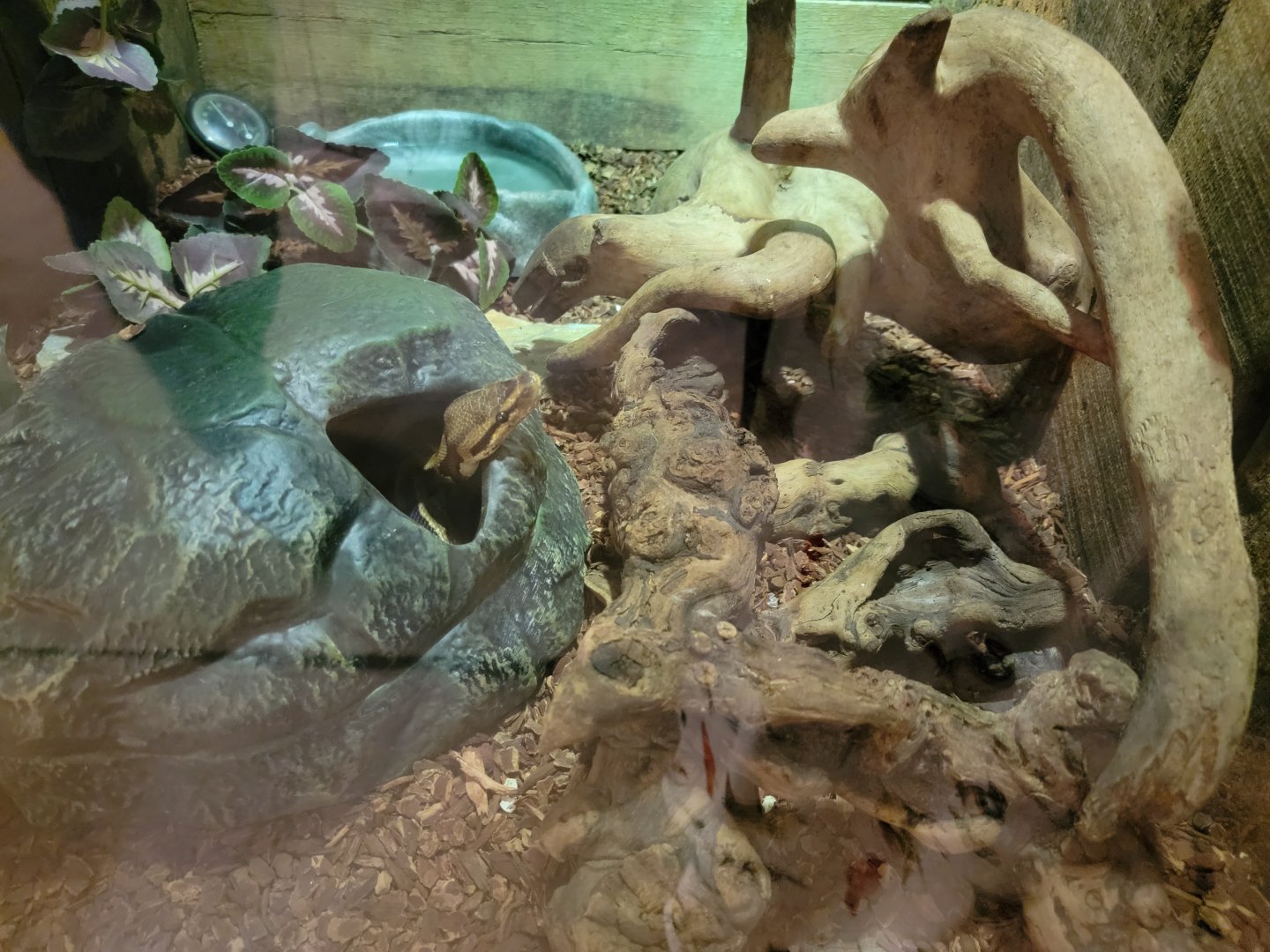 Roer's Zoofari - Ball python