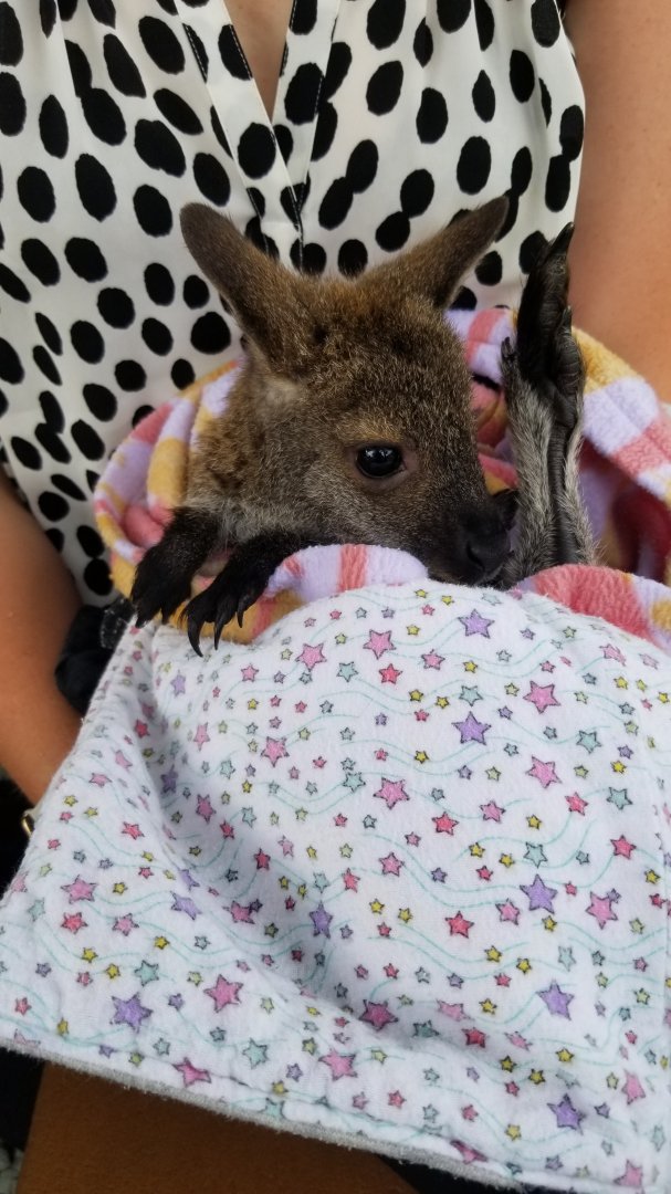 Roer's Zoofari - Bennett's wallaby, 6 months old