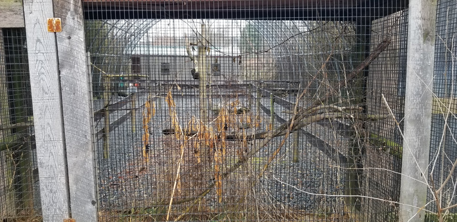 Roer's Zoofari - budgie aviary