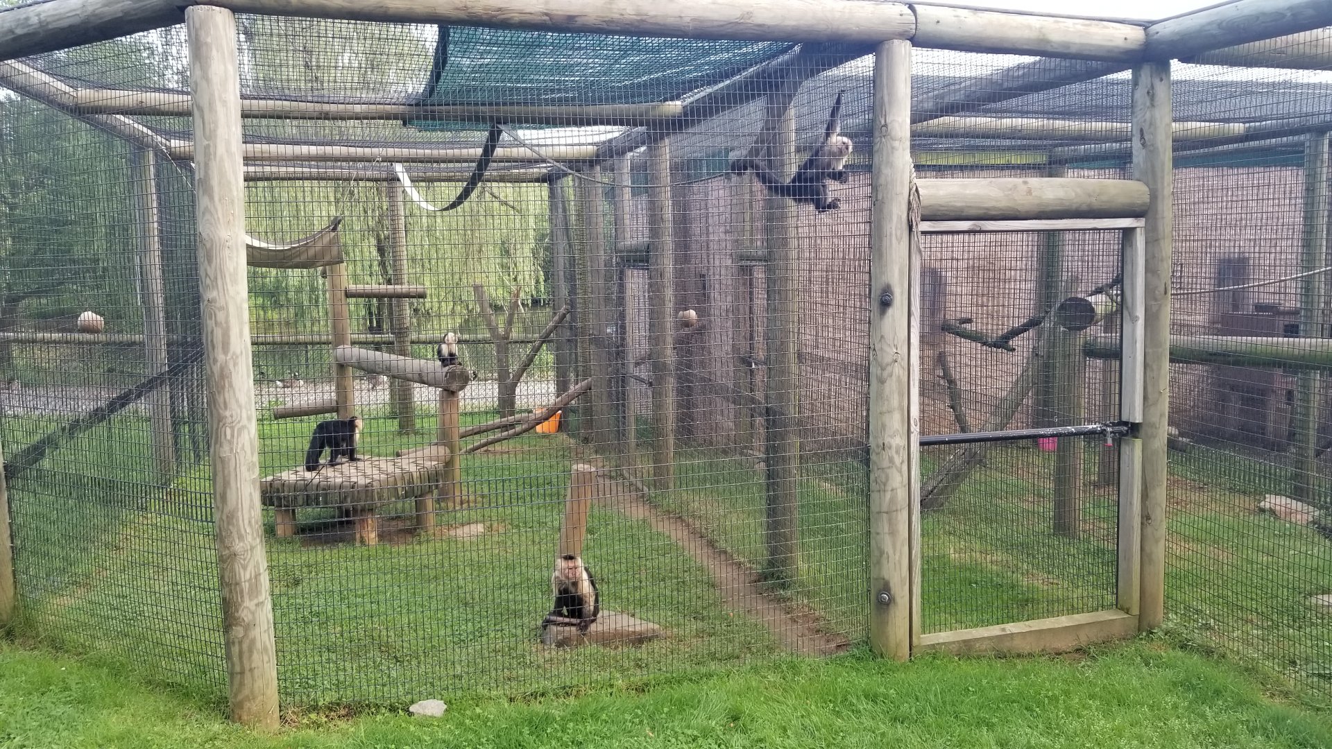 Roer's Zoofari - Capuchins