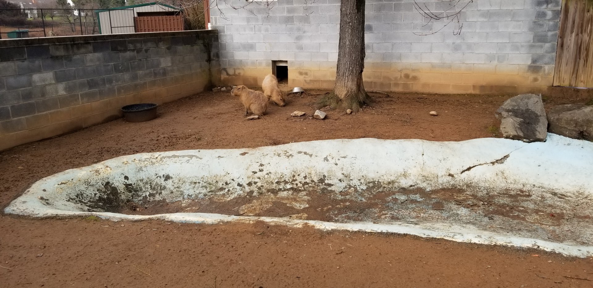 Roer's Zoofari - capybara