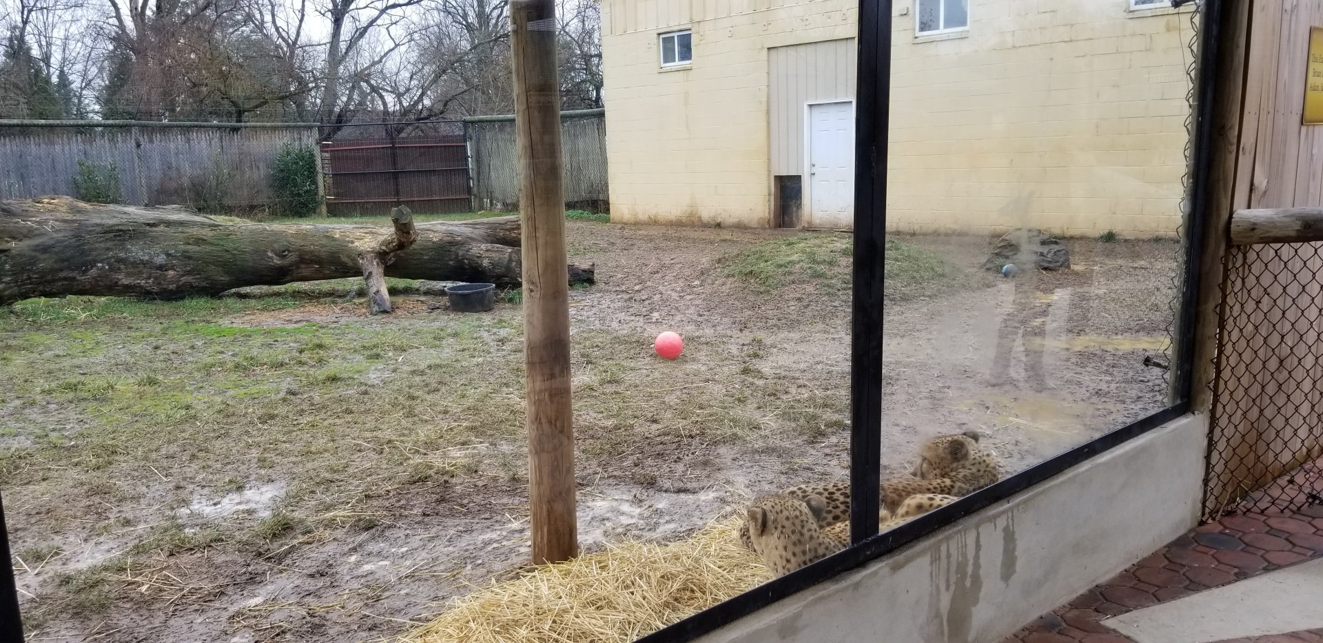 Roer's Zoofari - cheetah exhibit