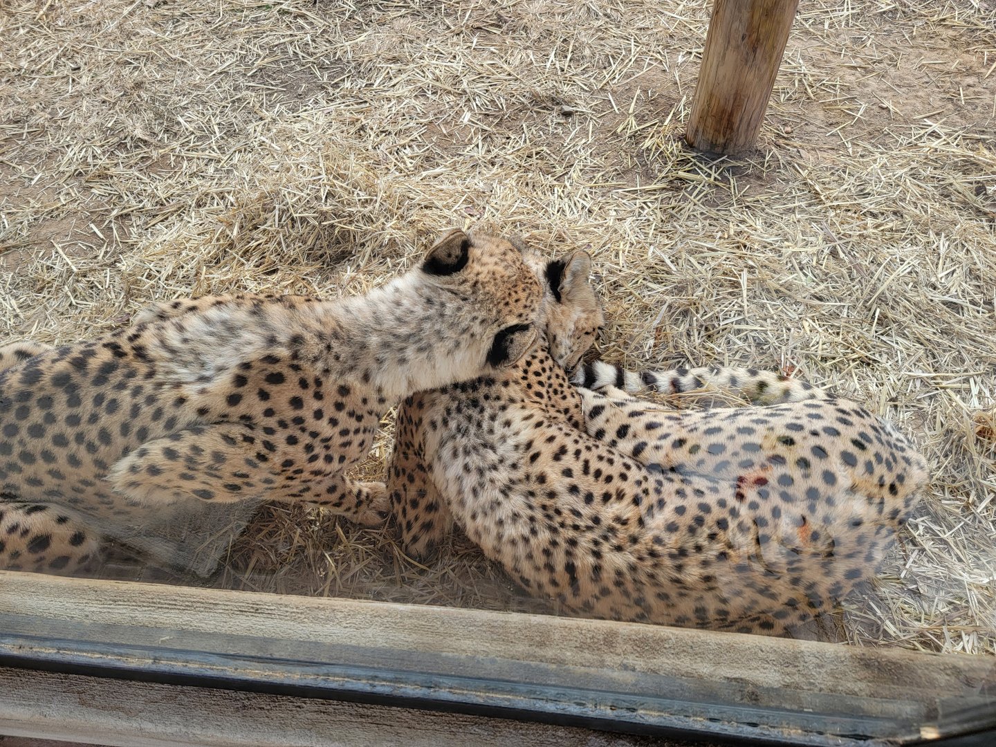 Roer's Zoofari - Cheetah grooming