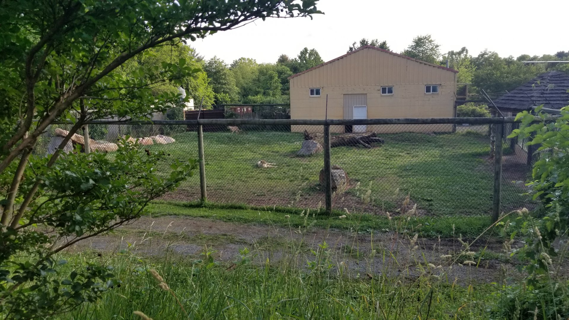 Roer's Zoofari - Cheetahs from above