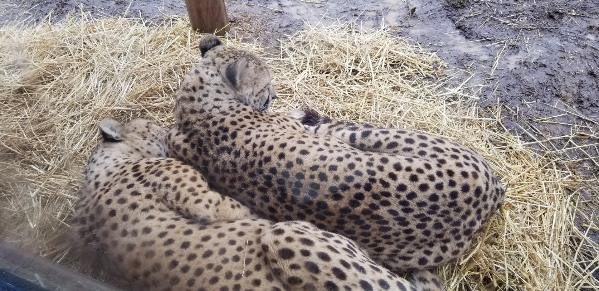Roer's Zoofari - cheetahs