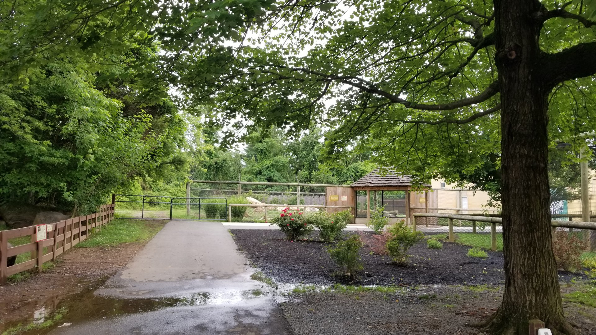 Roer's Zoofari - Cheetahs