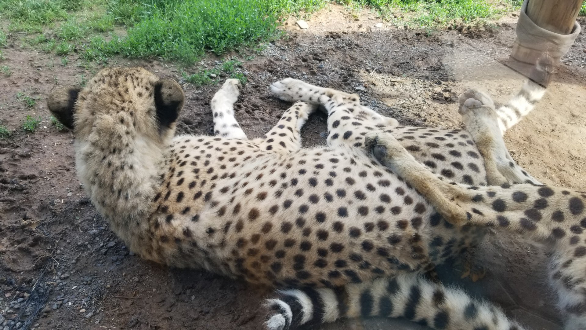Roer's Zoofari - Cheetahs