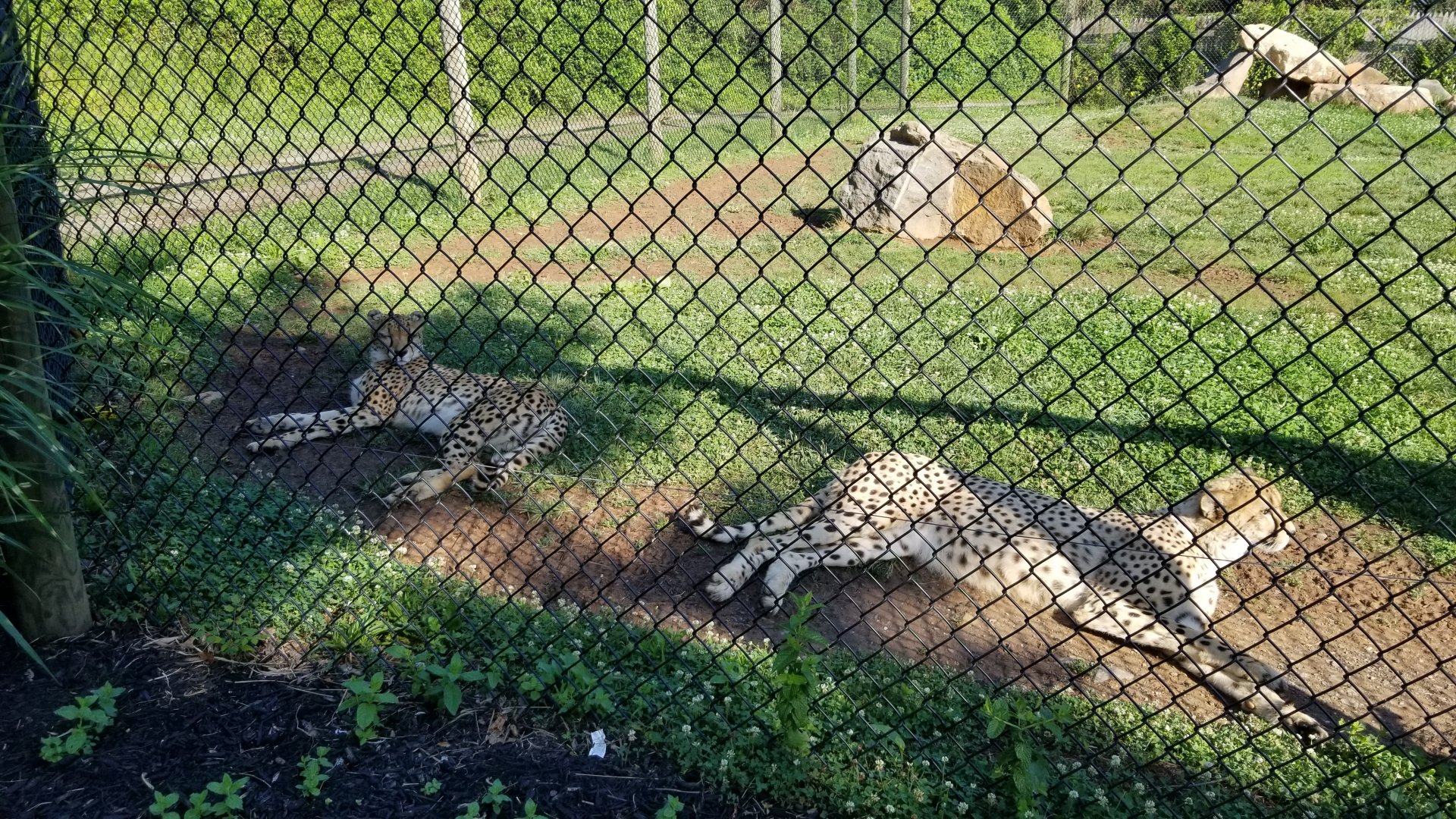 Roer's Zoofari - Cheetahs