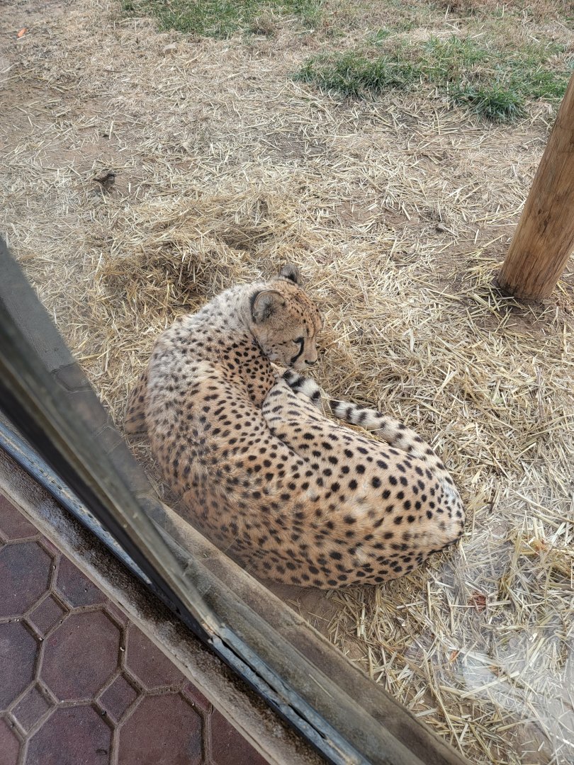 Roer's Zoofari - Cheetahs