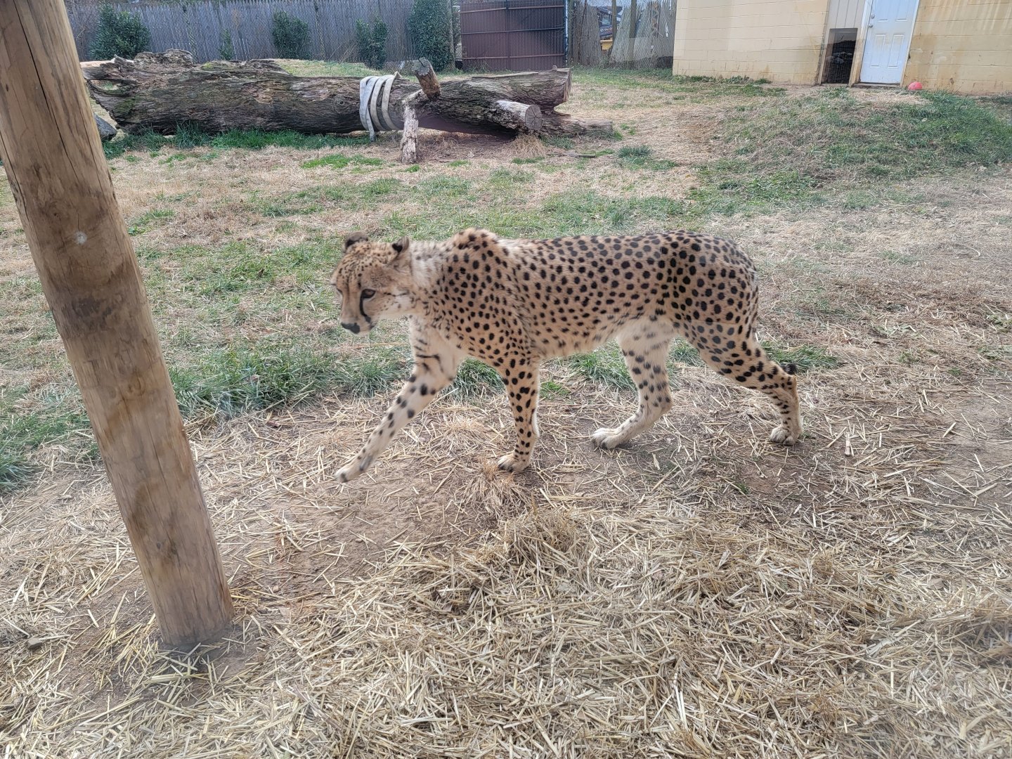 Roer's Zoofari - Cheetahs