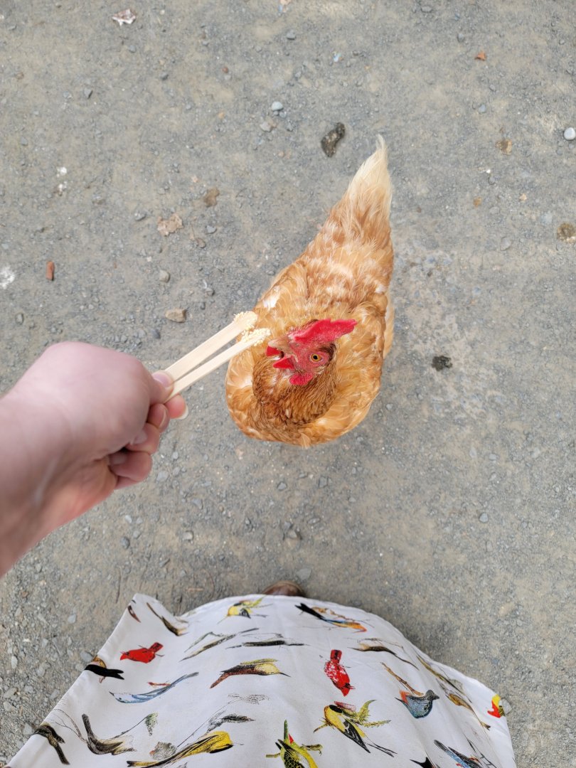 Roer's Zoofari - Chickens in aviary