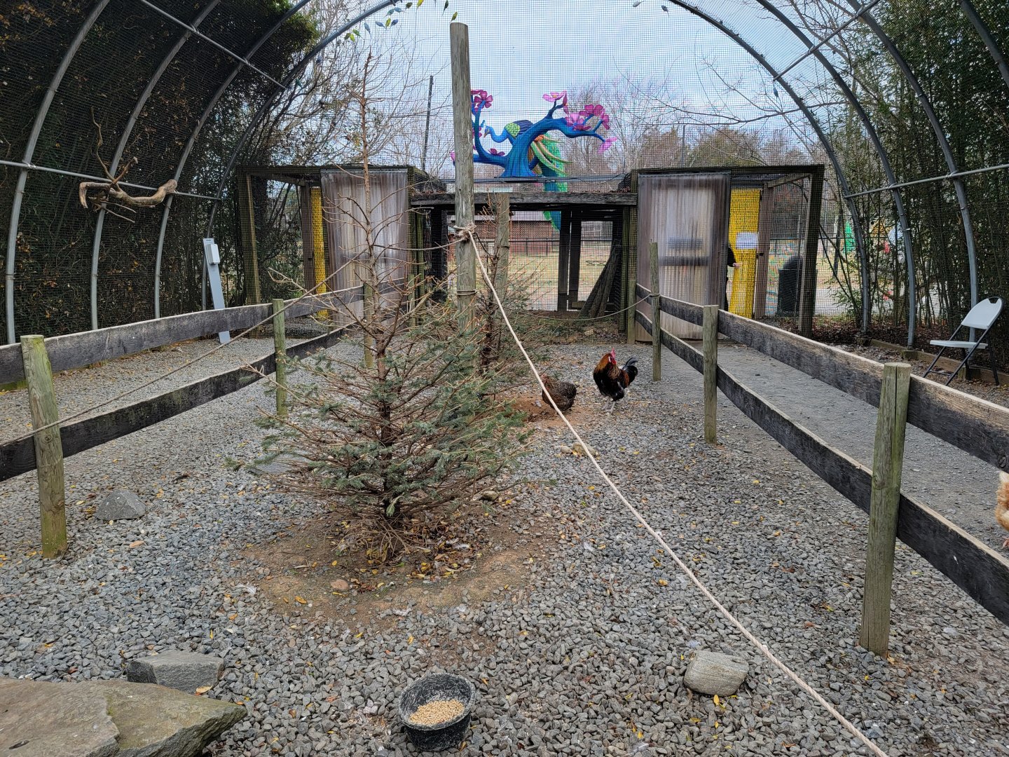 Roer's Zoofari - Chickens in aviary