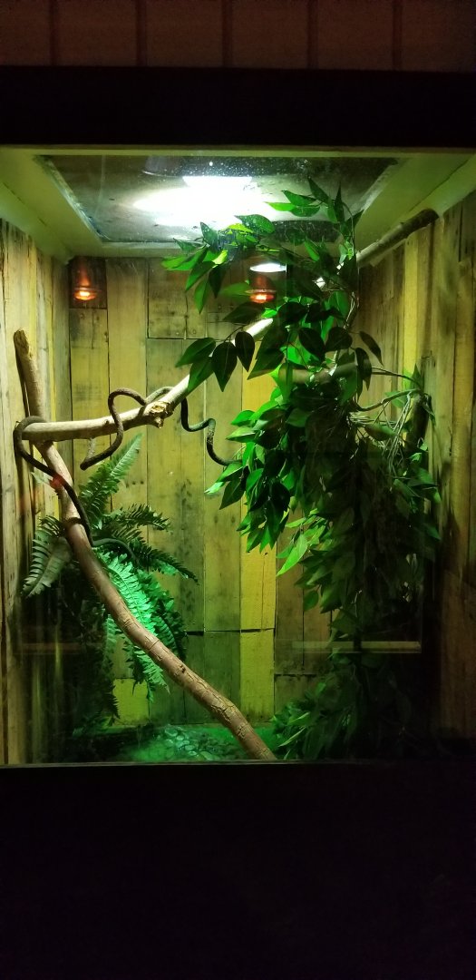 Roer's Zoofari - chinese water dragon