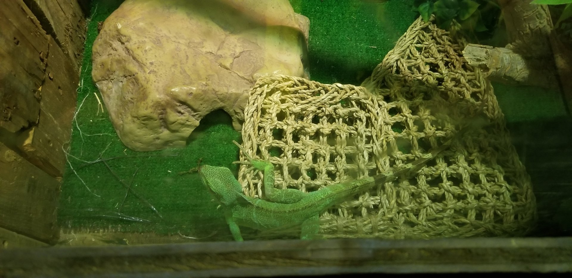 Roer's Zoofari - chinese water dragon