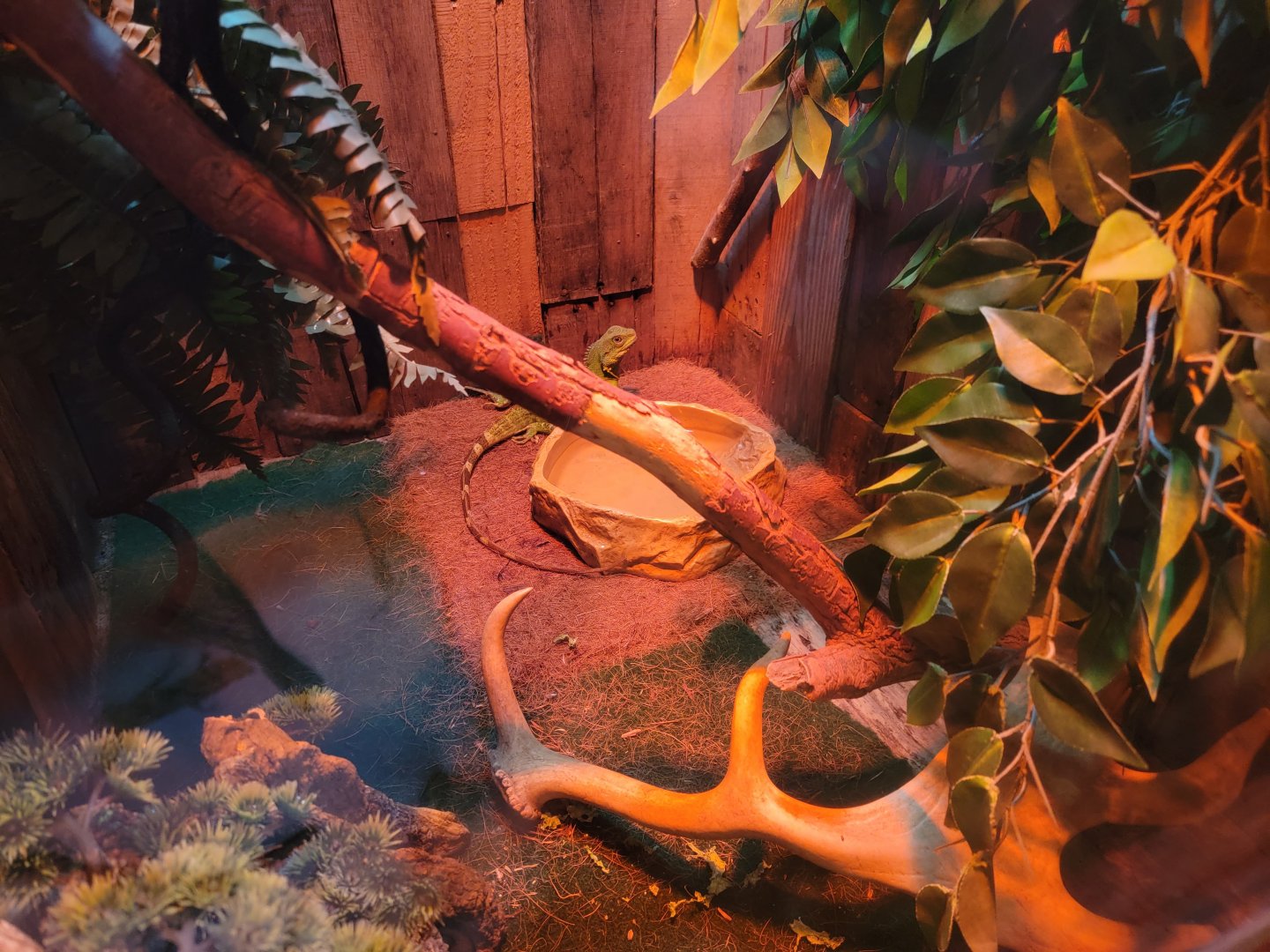 Roer's Zoofari - Chinese water dragon