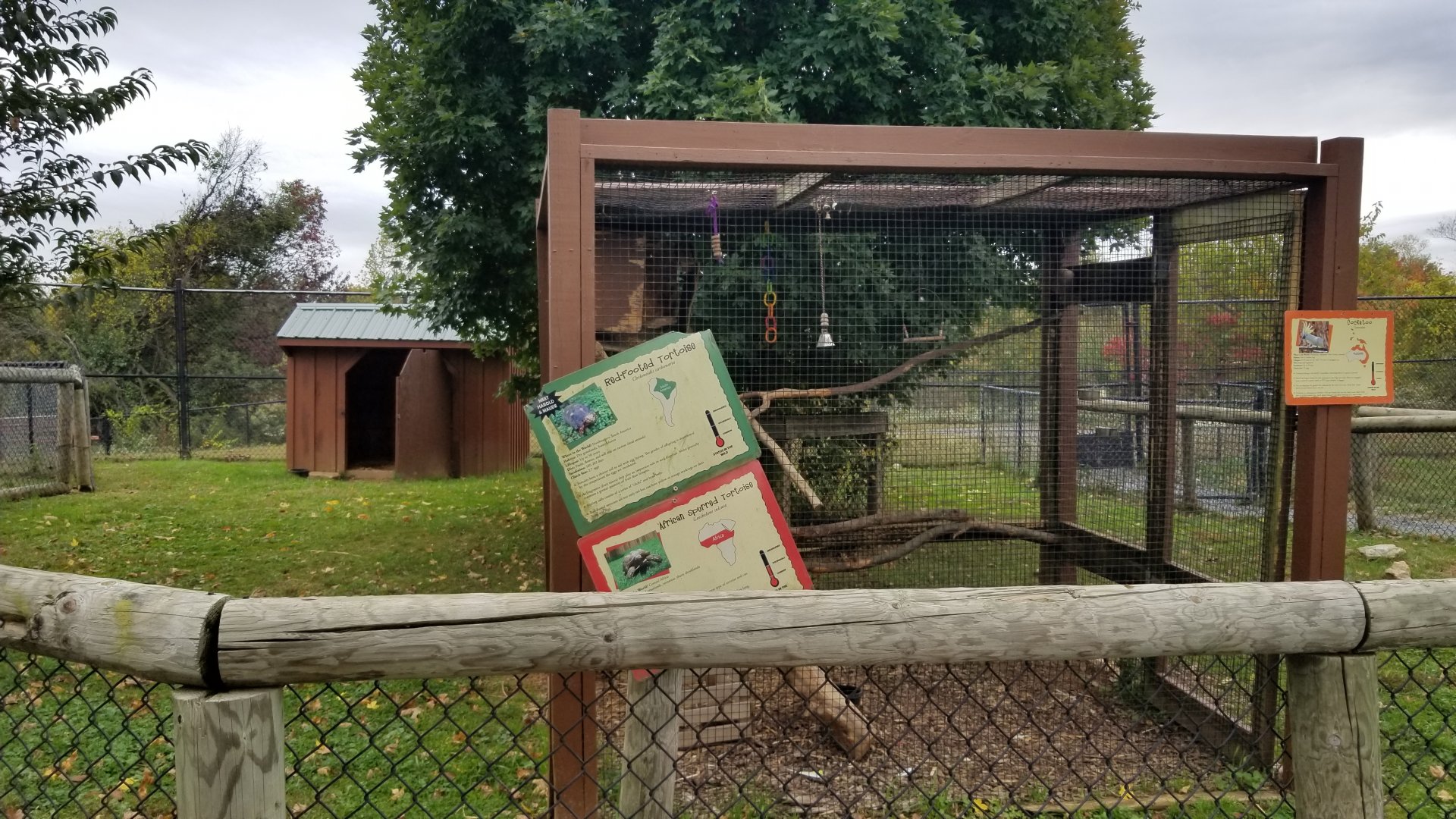 Roer's Zoofari - Cockatoo, red-footed tortoise, sulcata tortoise