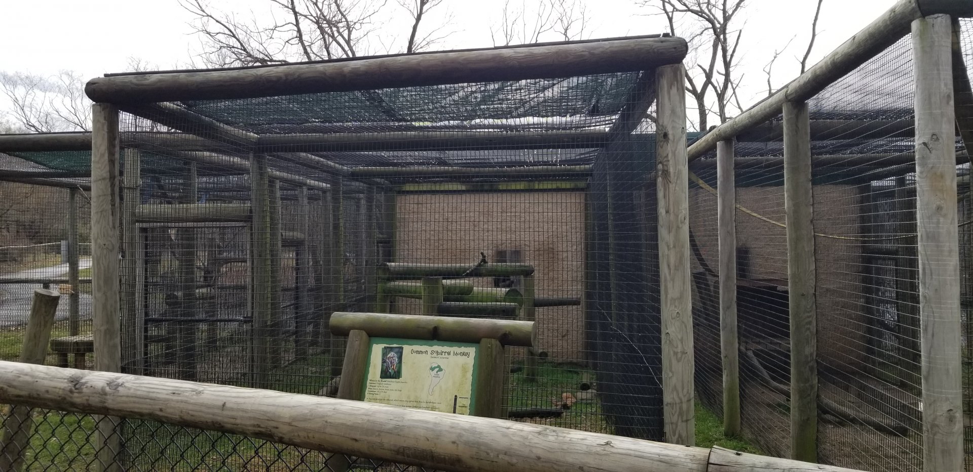 Roer's Zoofari - common squirrel monkey