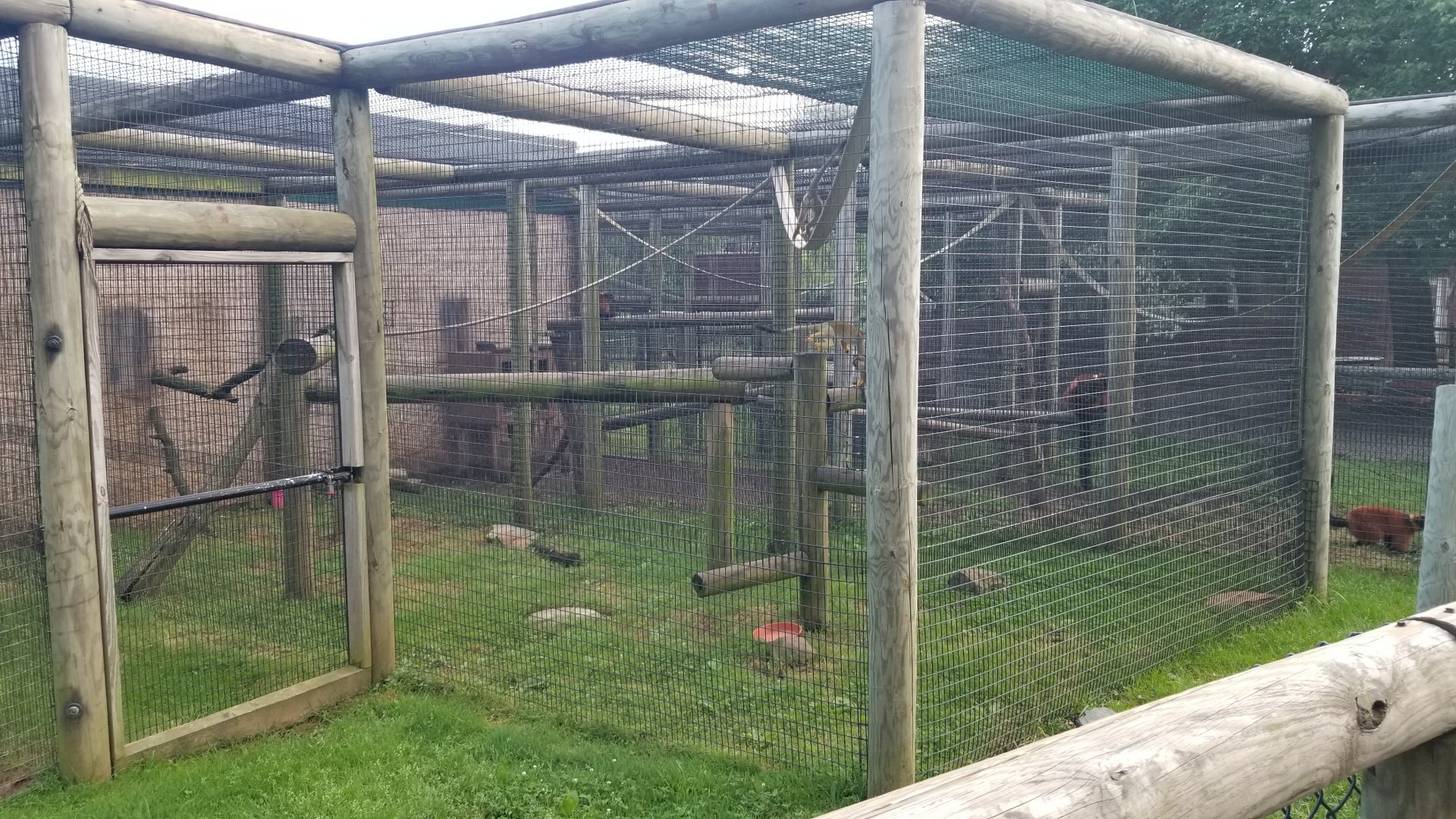 Roer's Zoofari - Common squirrel monkeys