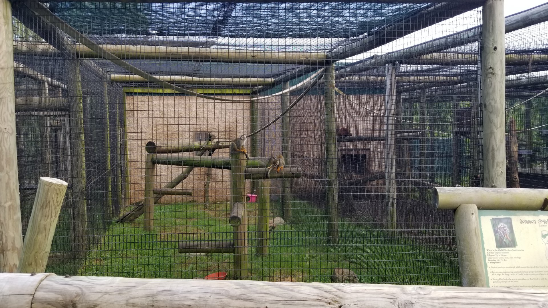 Roer's Zoofari - Common squirrel monkeys