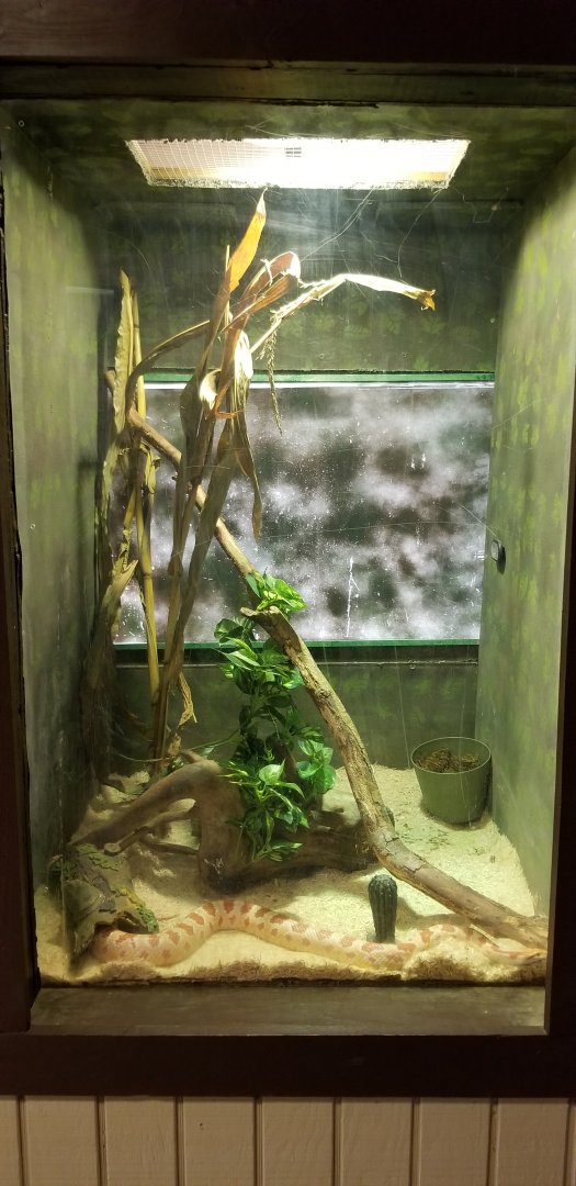 Roer's Zoofari - corn snake