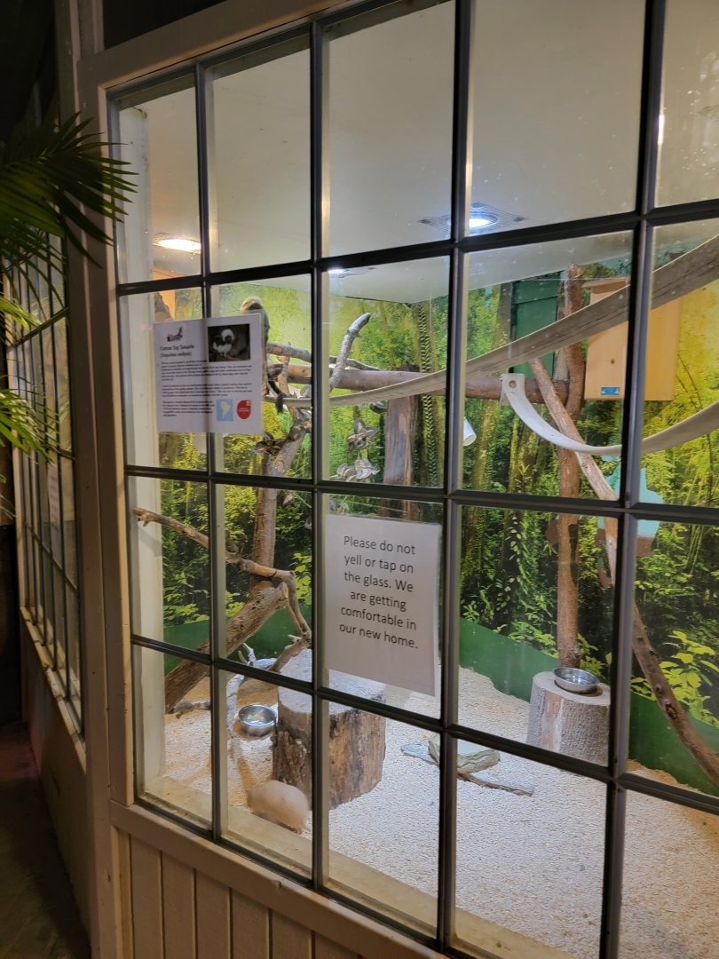 Roer's Zoofari - Cotton-top tamarins, armadillo