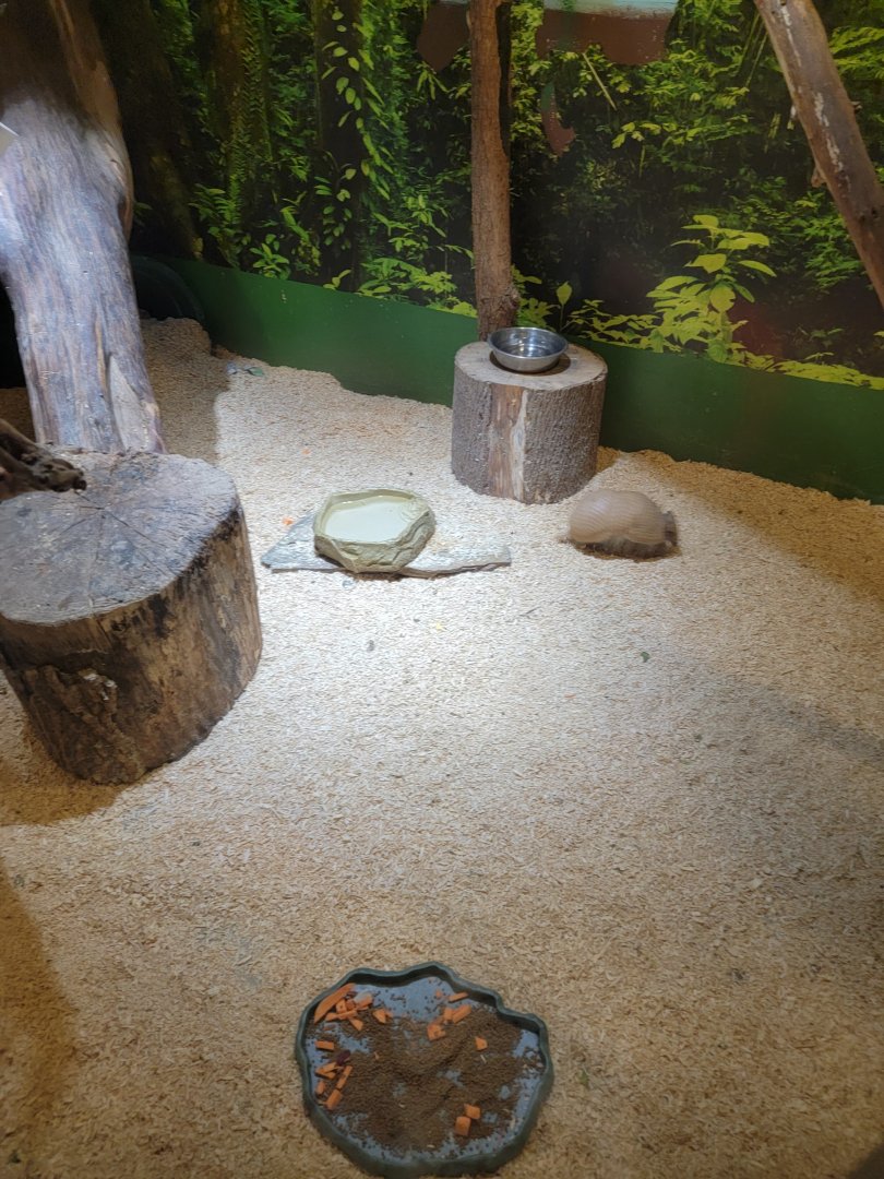 Roer's Zoofari - Cotton-top tamarins, armadillo