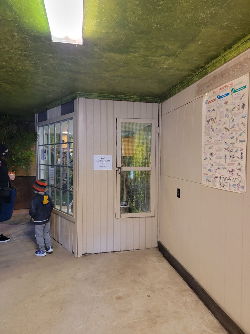 Roer's Zoofari - Cotton-top tamarins