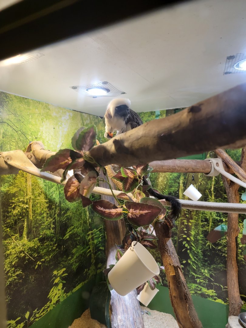 Roer's Zoofari - Cotton-top tamarins