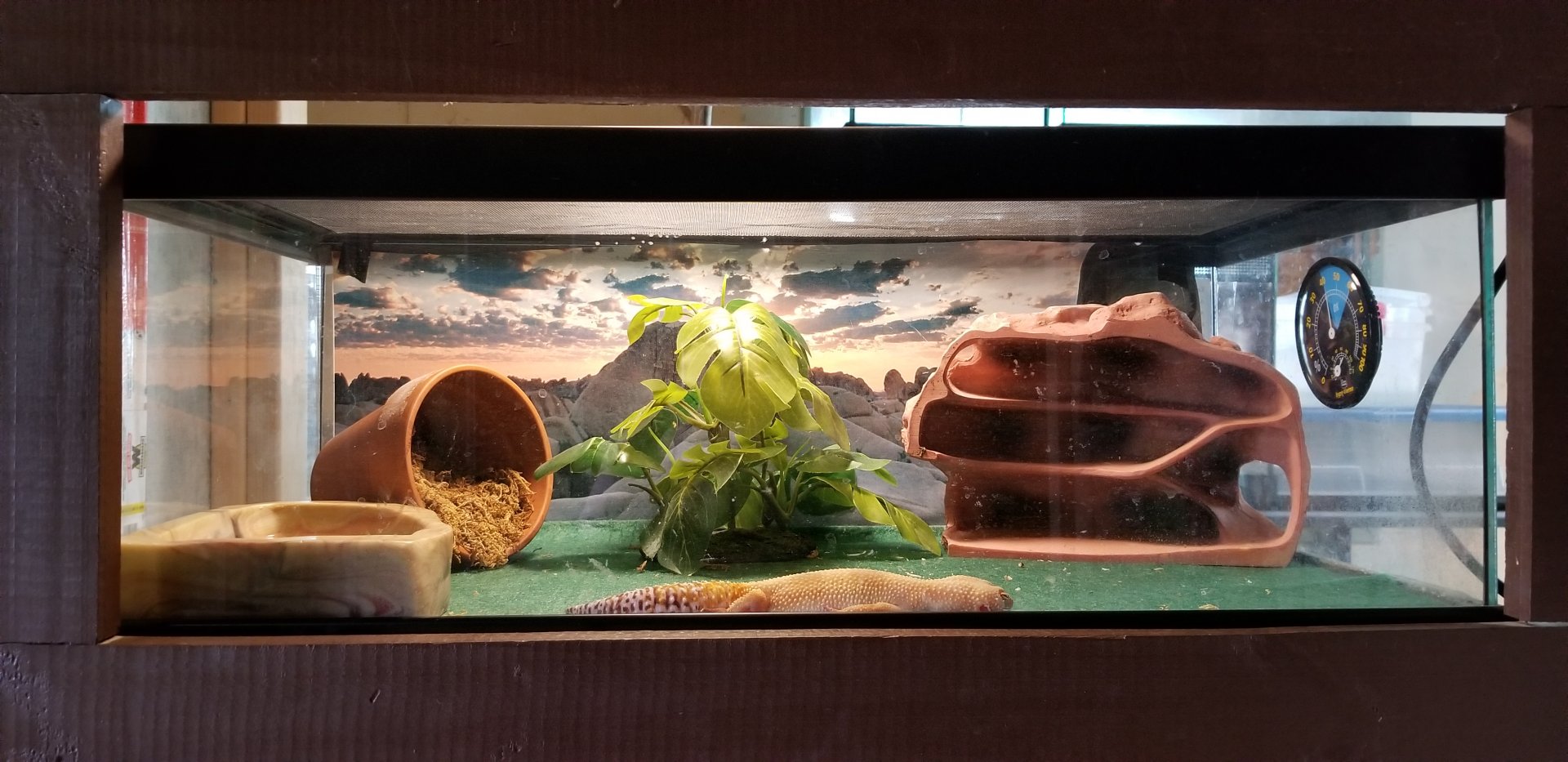 Roer's Zoofari - crested gecko?