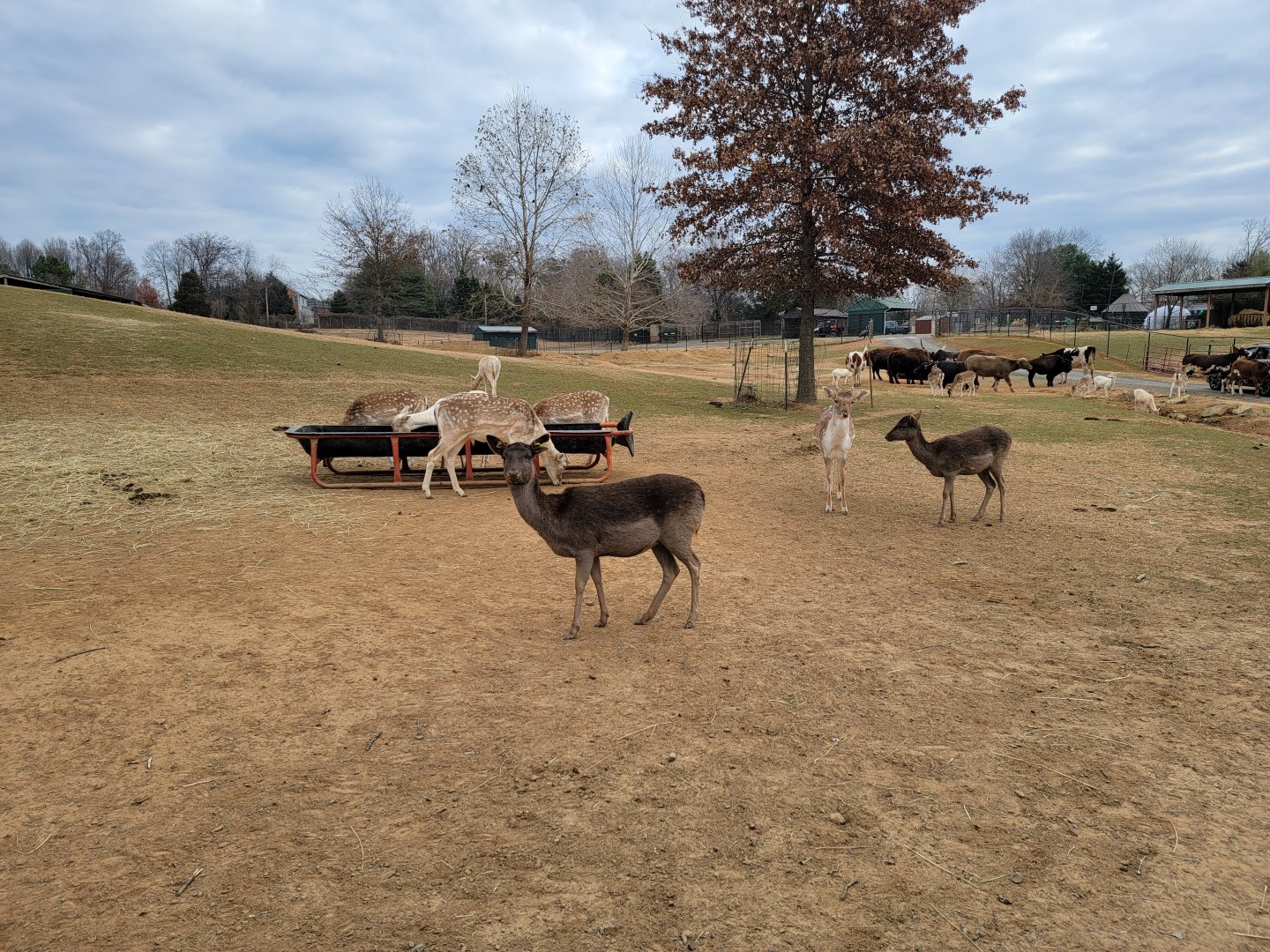 Roer's Zoofari - Deer, cows