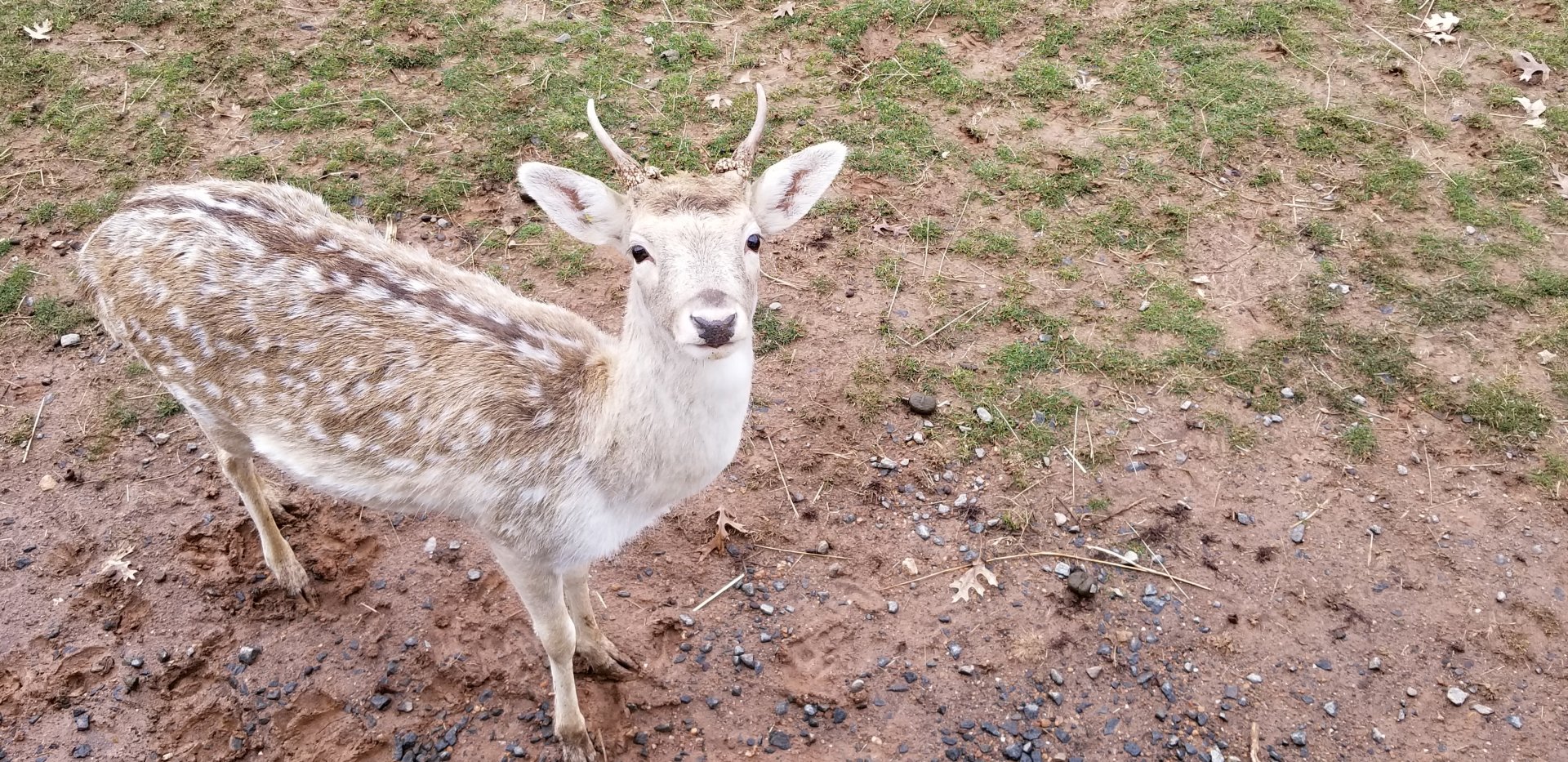 Roer's Zoofari - fallow deer