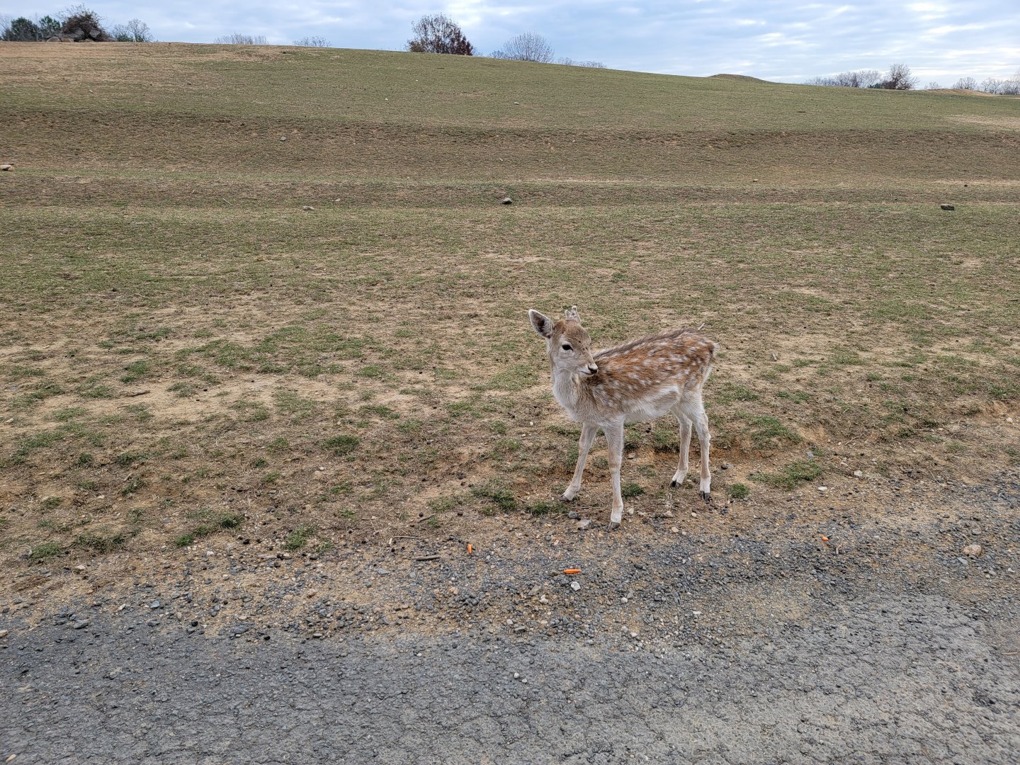 Roer's Zoofari - Fallow deer