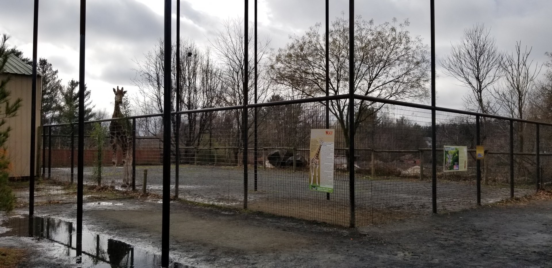 Roer's Zoofari - Giraffe yard