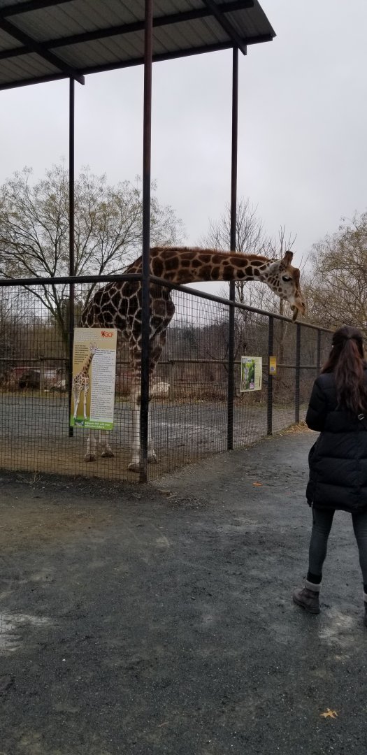 Roer's Zoofari - Giraffe