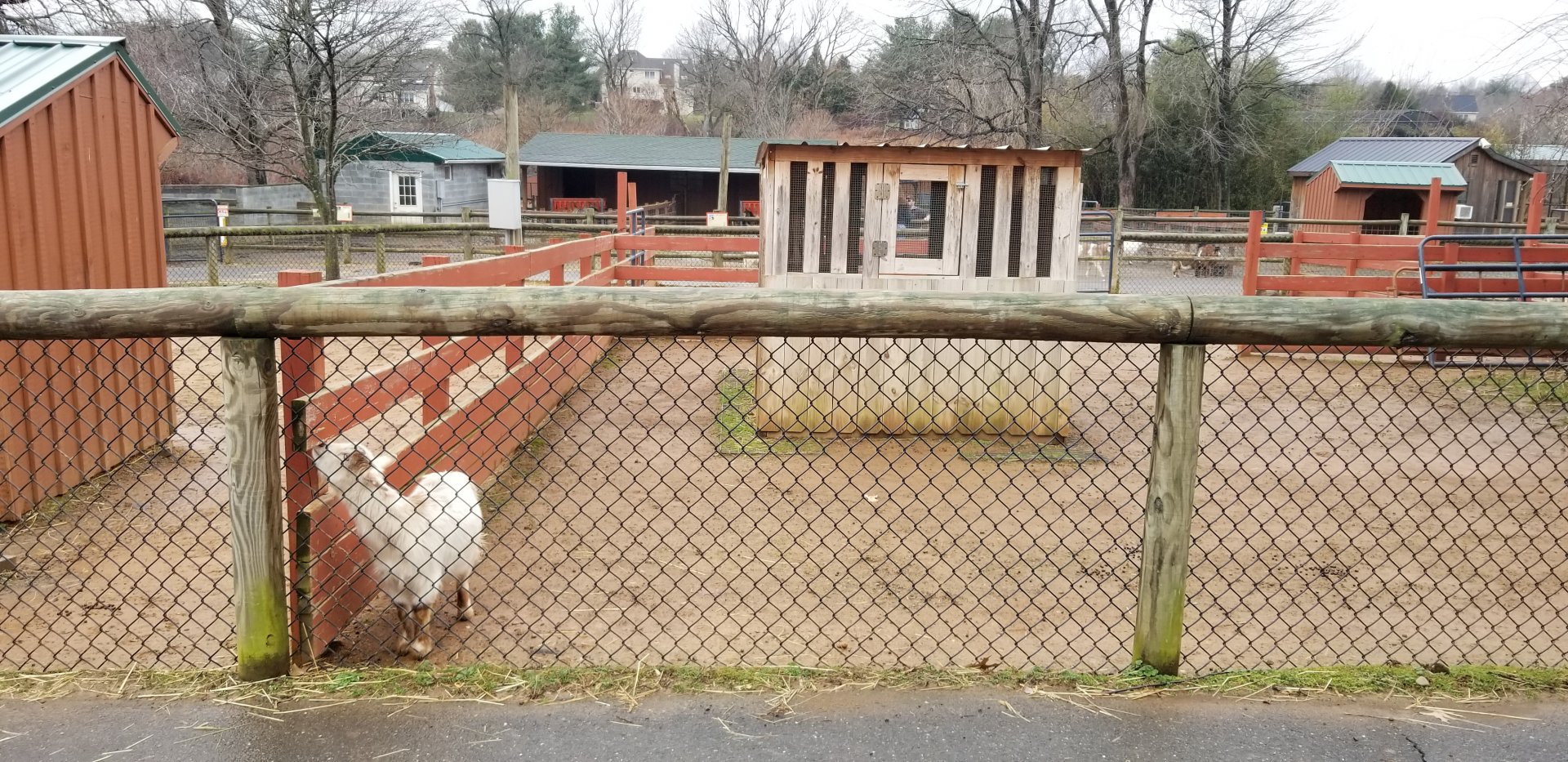 Roer's Zoofari - goat