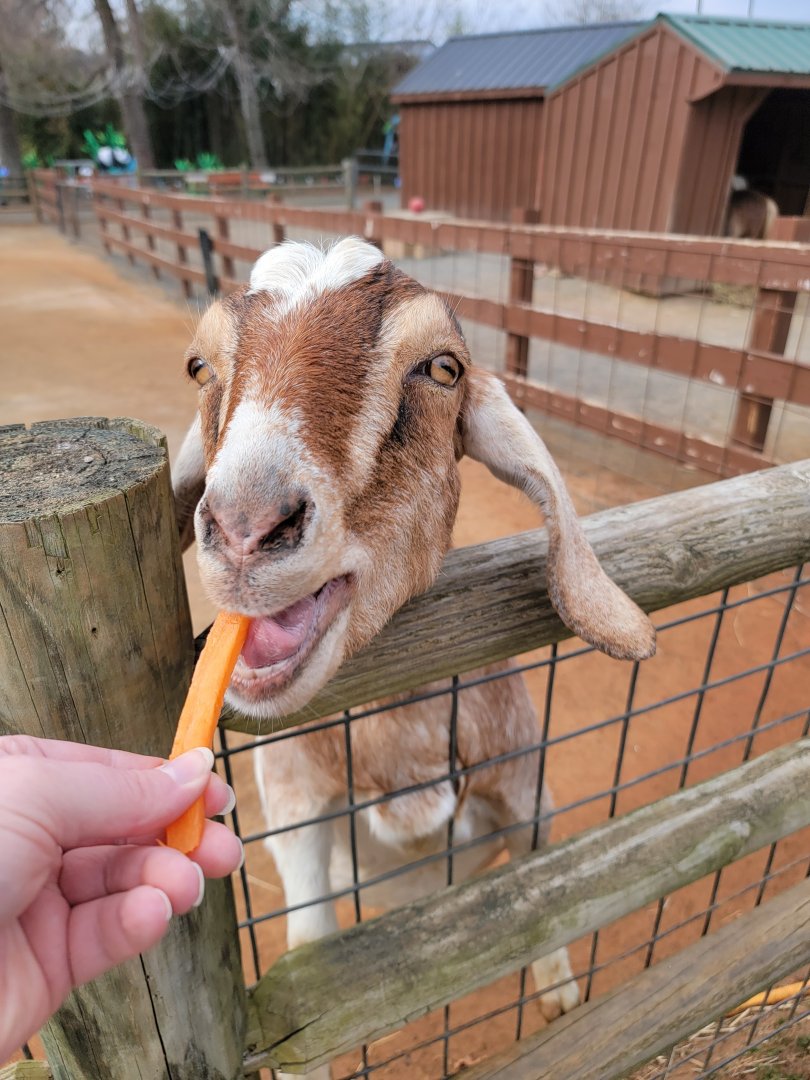 Roer's Zoofari - Goat