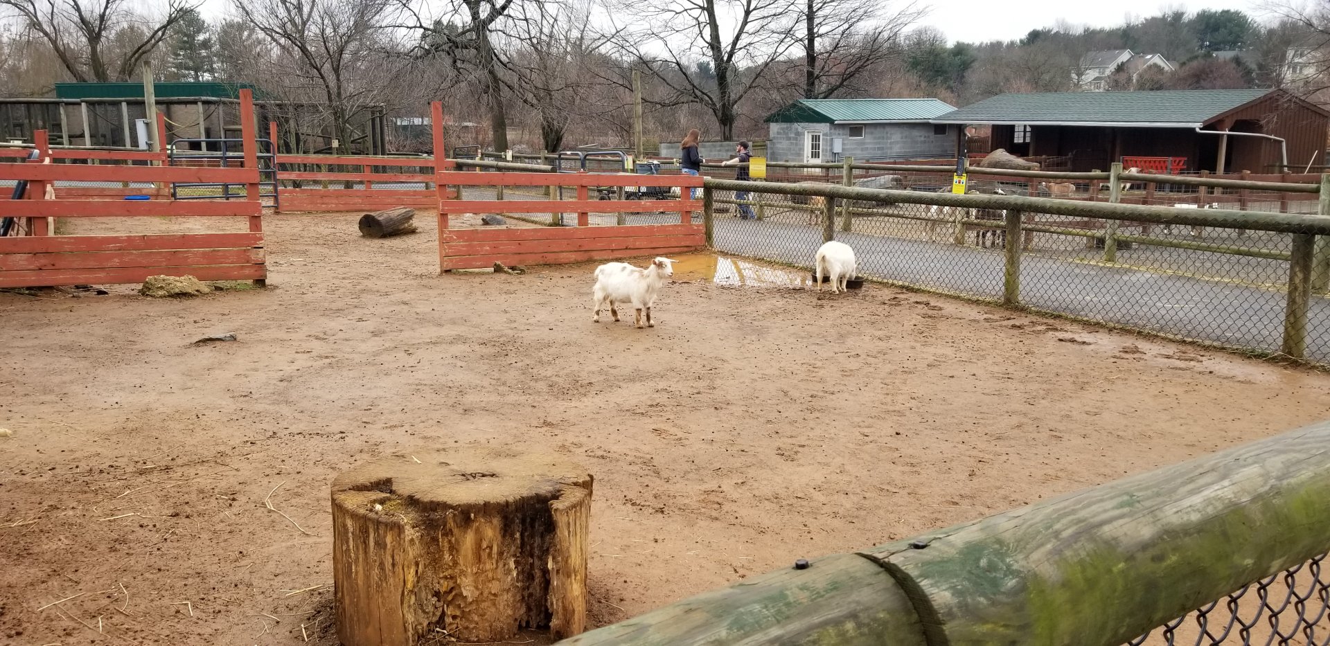 Roer's Zoofari - goats