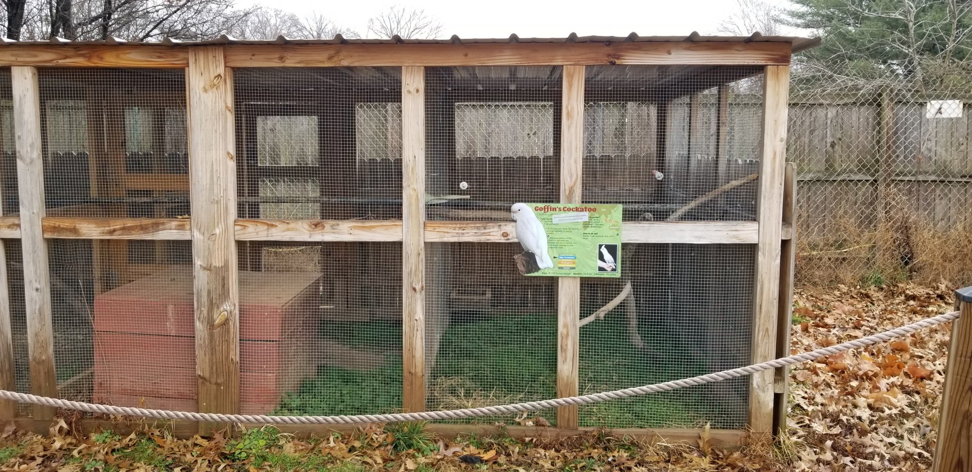 Roer's Zoofari - Goffin's cockatoo