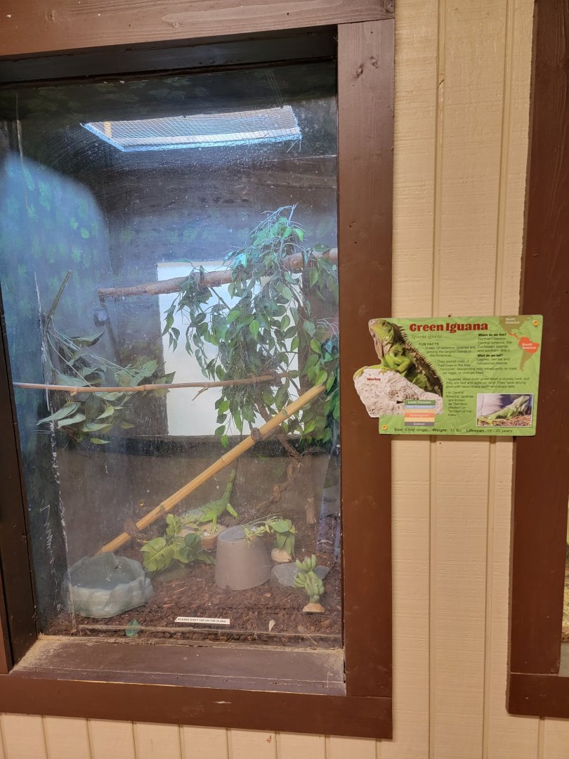 Roer's Zoofari - Green iguana