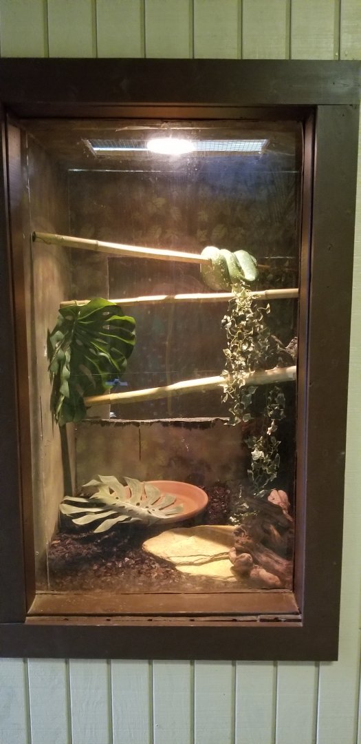 Roer's Zoofari - green tree python