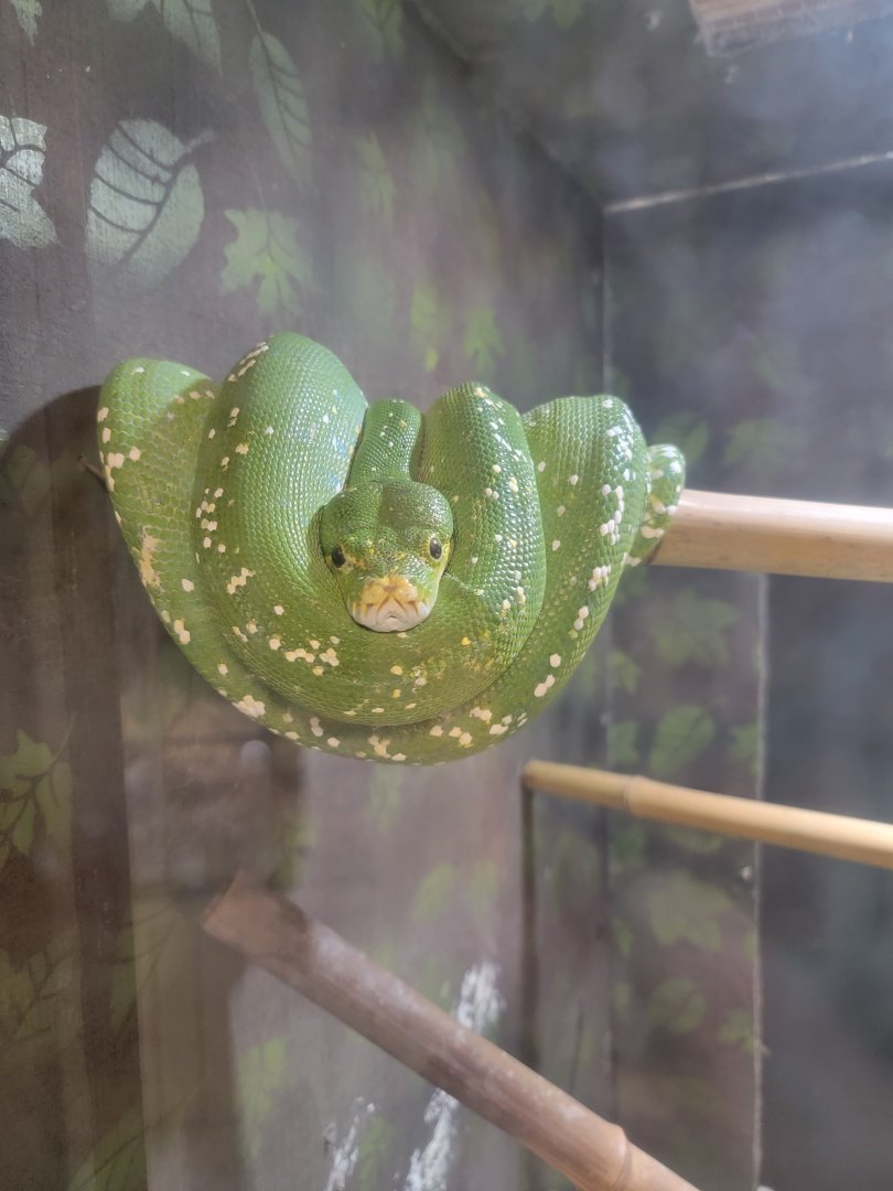 Roer's Zoofari - Green tree python