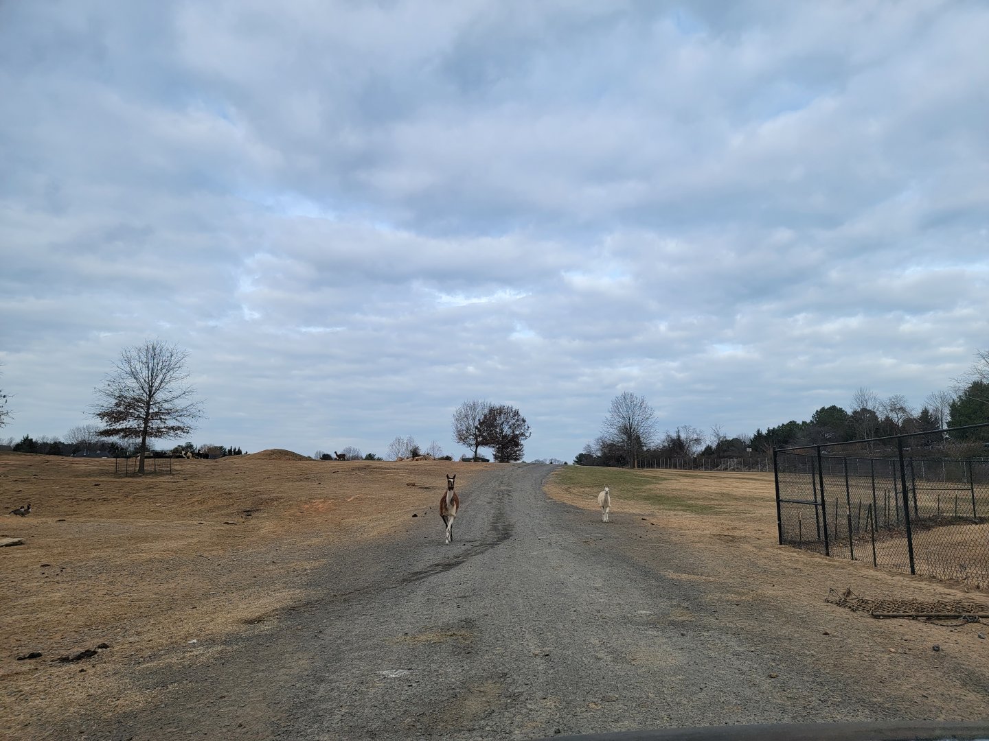 Roer's Zoofari - Incoming llamas