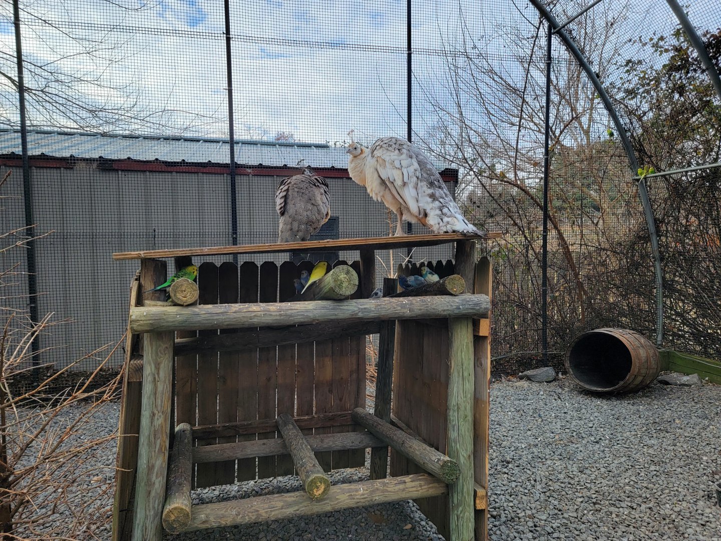 Roer's Zoofari - Indian peafowl, budgies in aviary