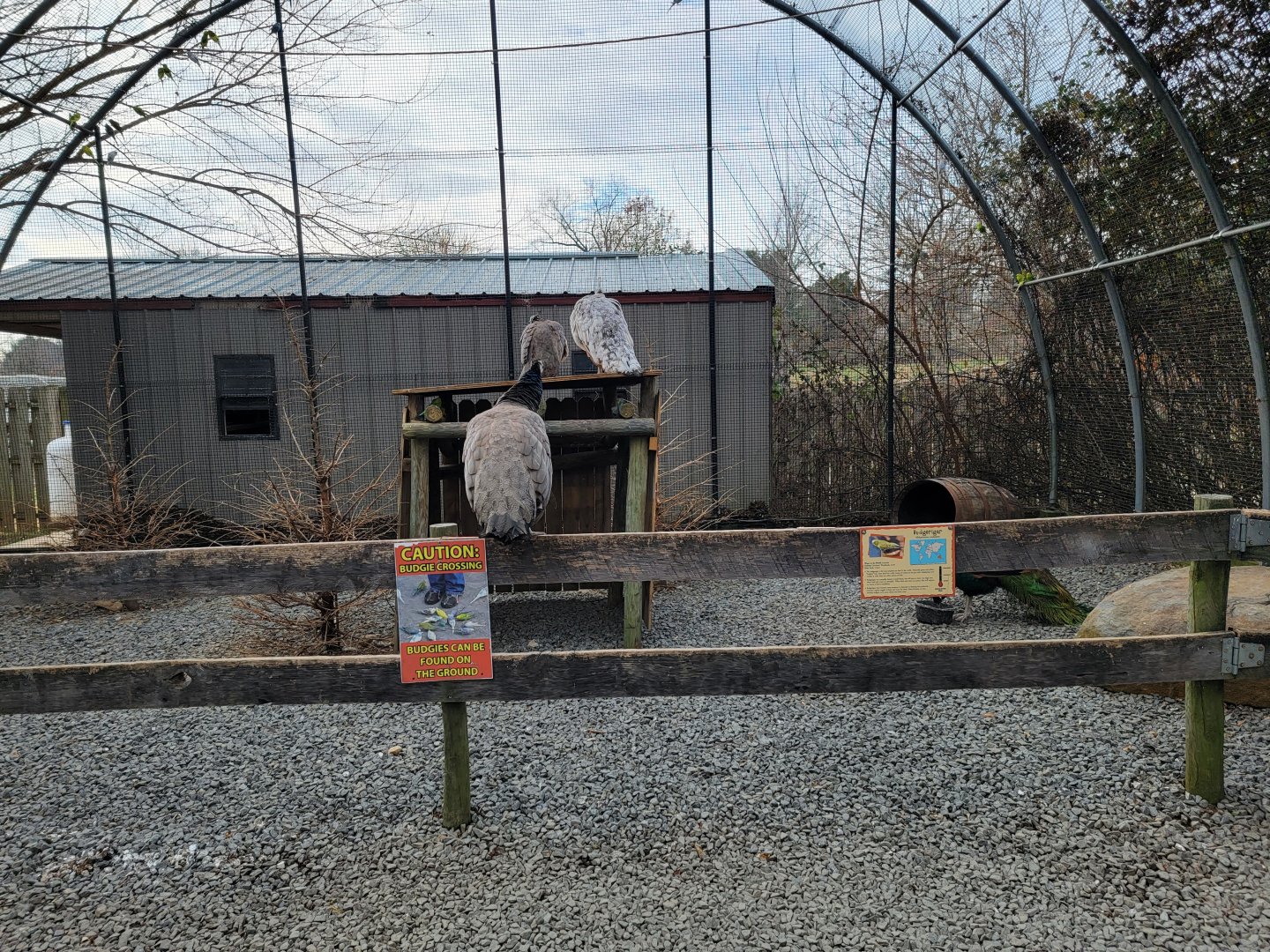 Roer's Zoofari - Indian peafowl, budgies in aviary